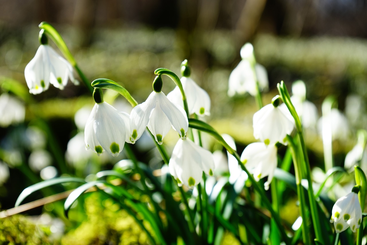 Snowdrops