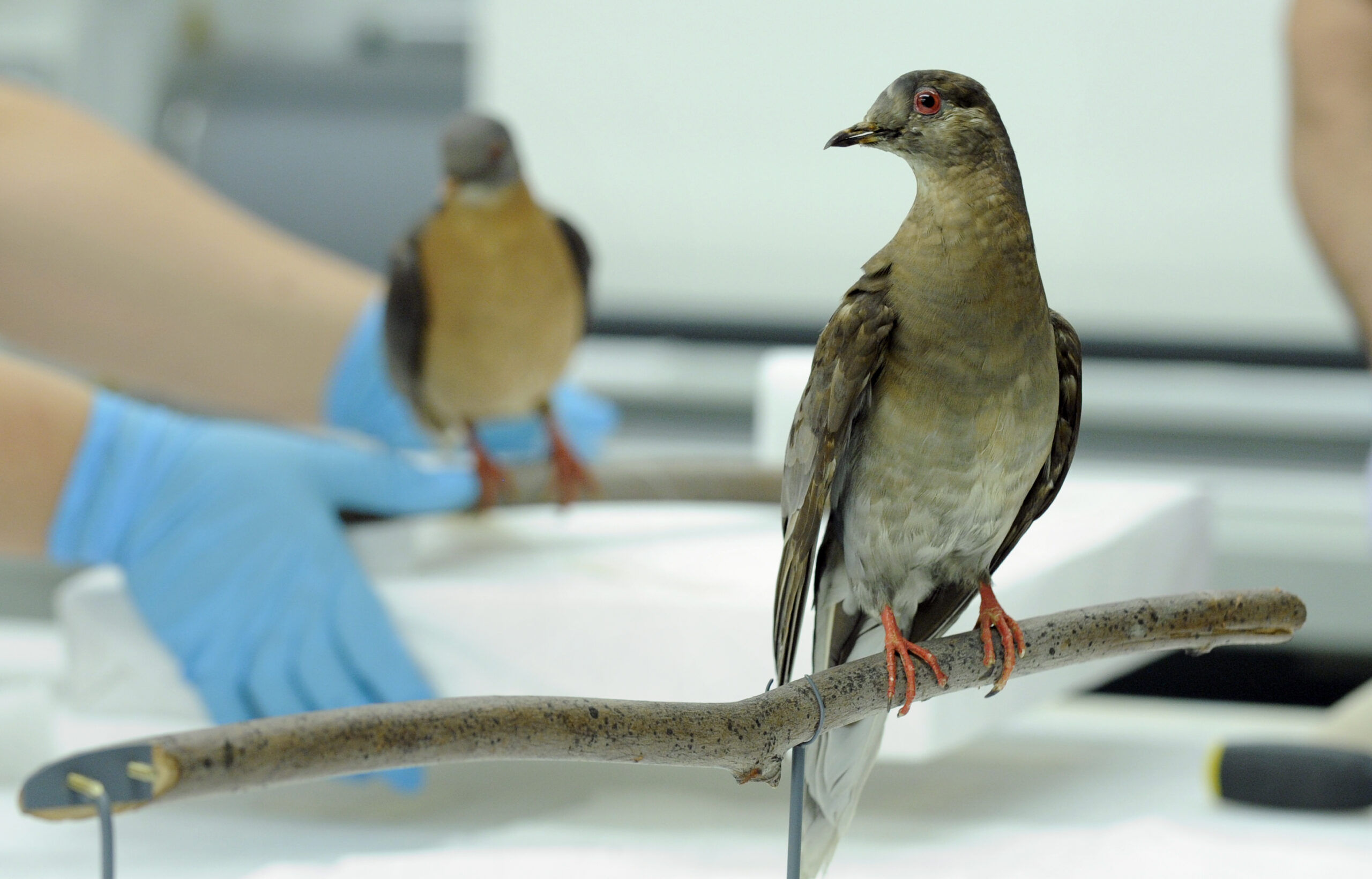 With plan to revive extinct passenger pigeon species, researchers are testing Wisconsin trees