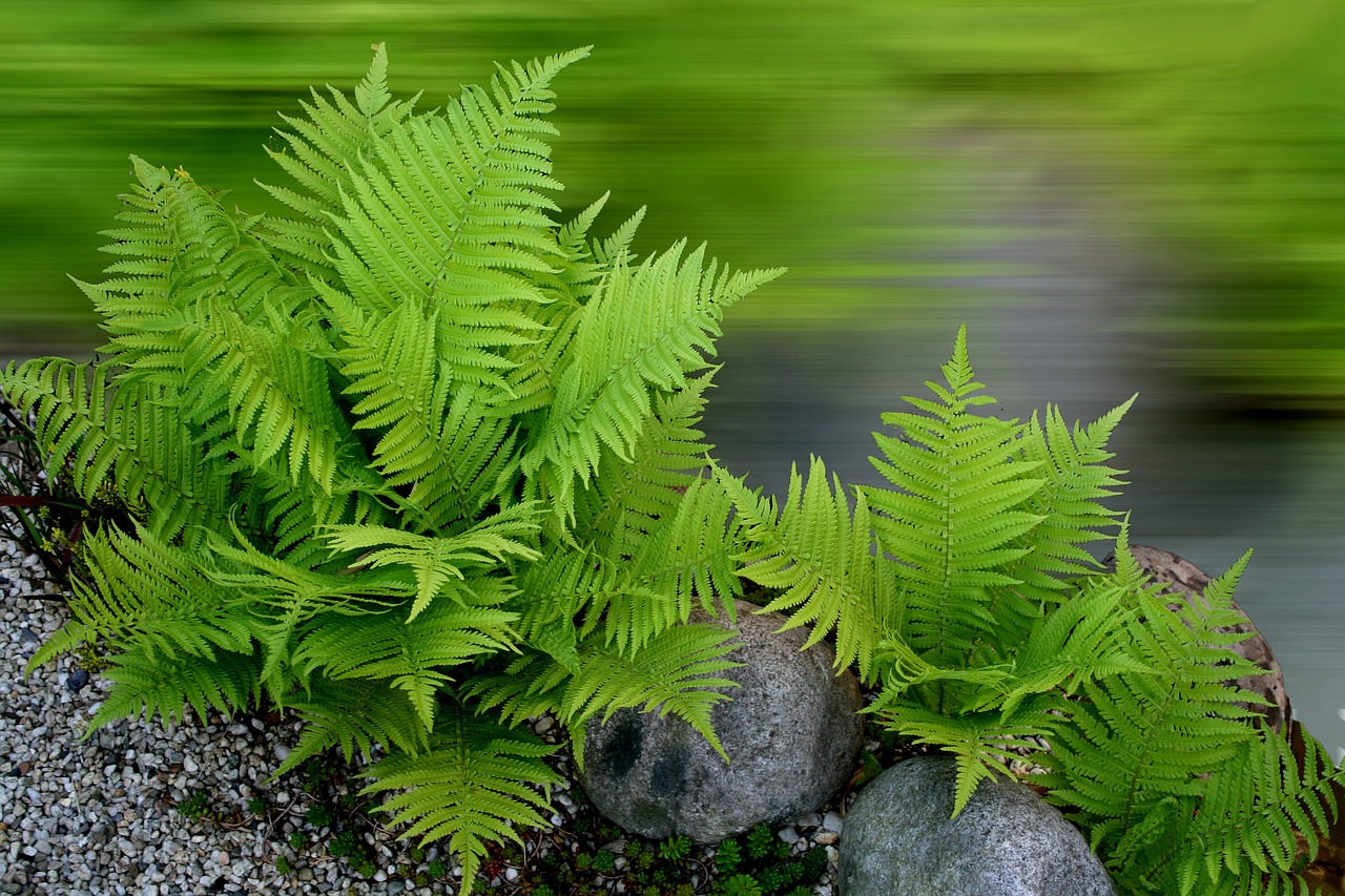 Fern plants in forest