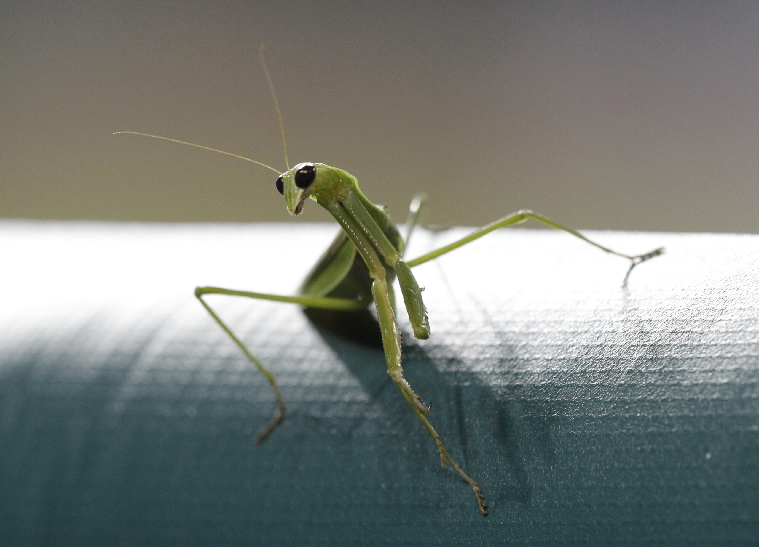 Praying mantis sightings spiked this fall in Wisconsin