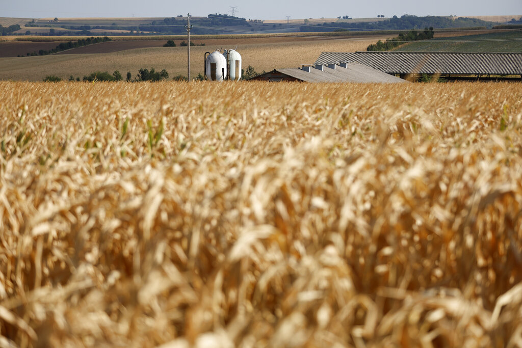 Report finds Wisconsin agriculture revenue on the rise, up nearly 11 percent from 2017