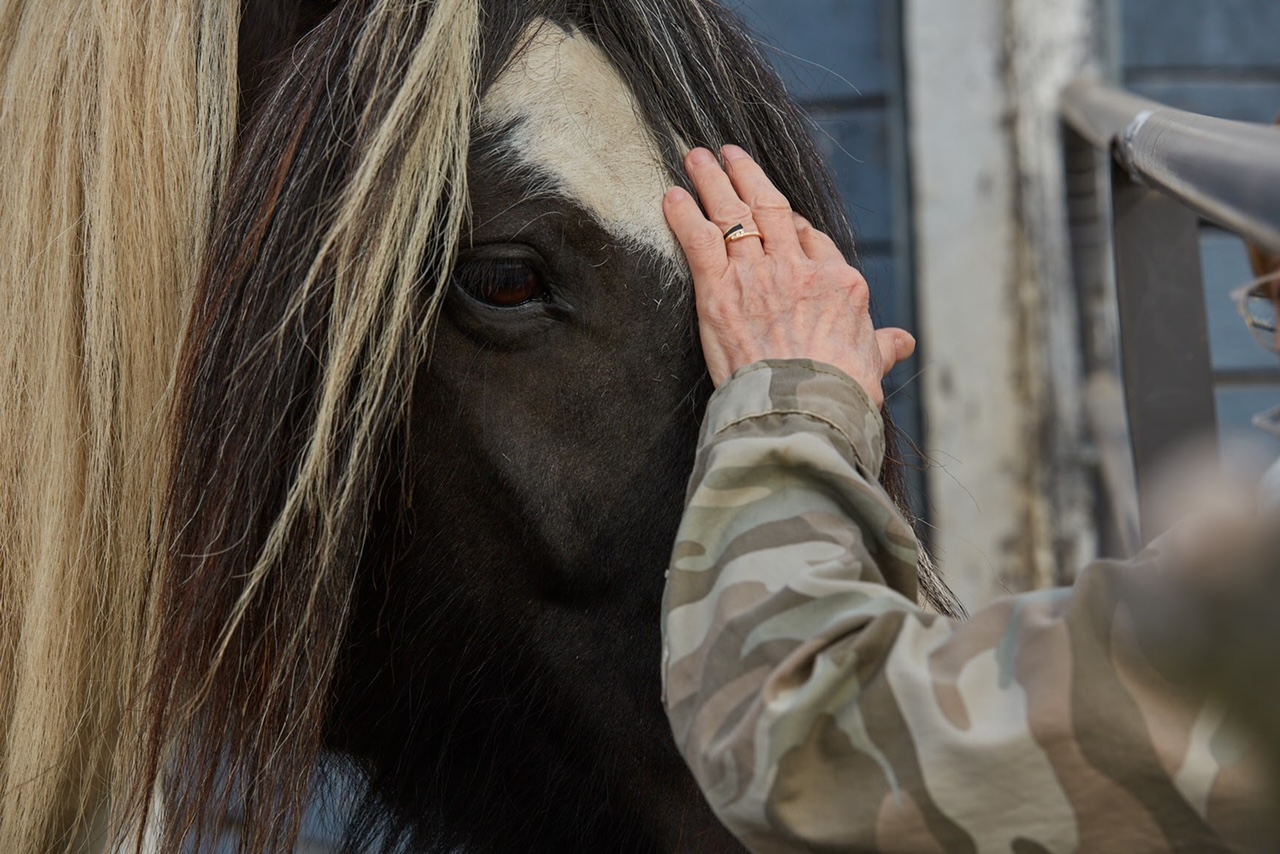 US Army veteran says equine therapy center in Wisconsin saved his life