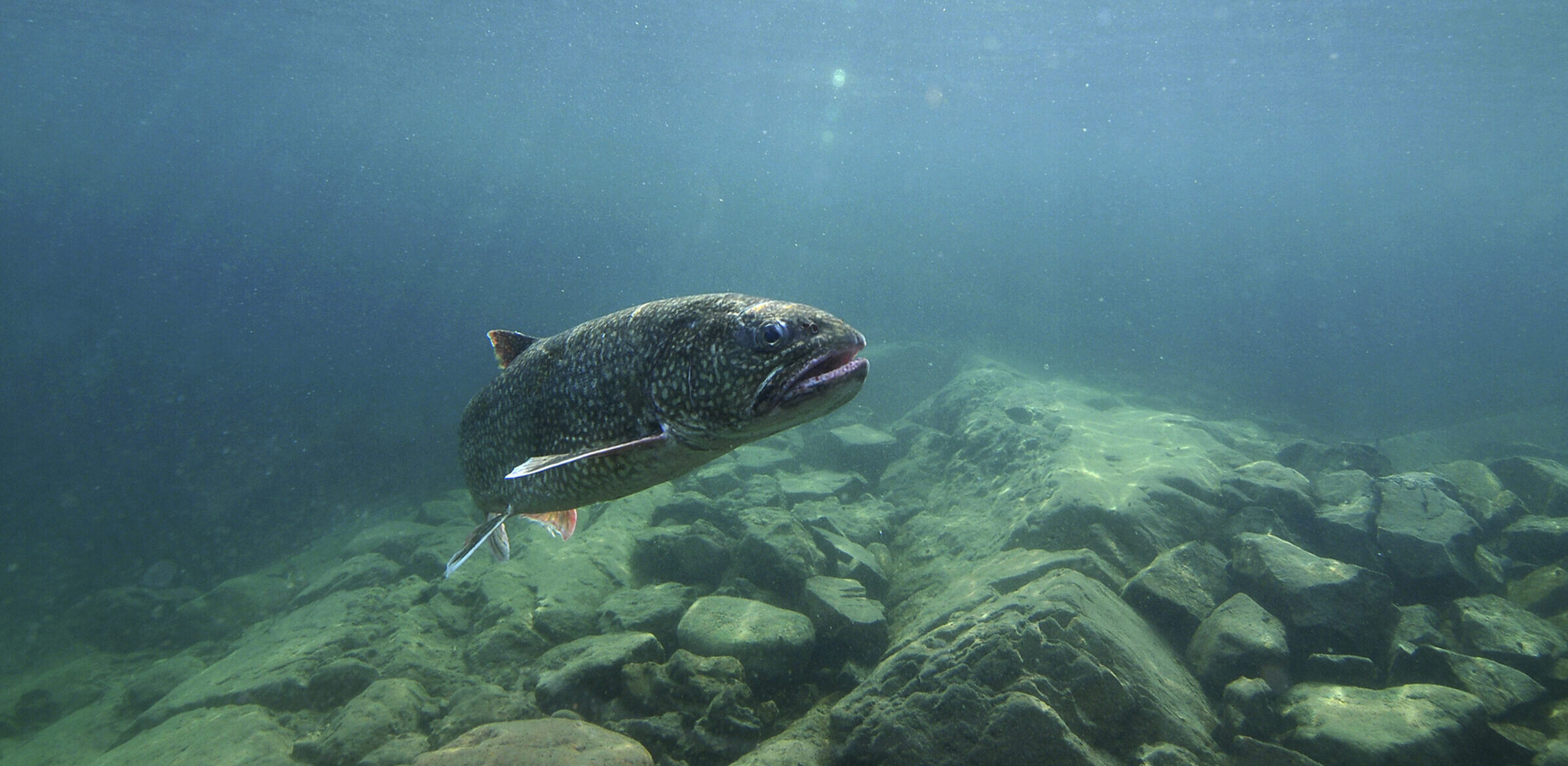 Proposed DNR rule would allow quicker changes to harvest quotas for lake trout, cisco