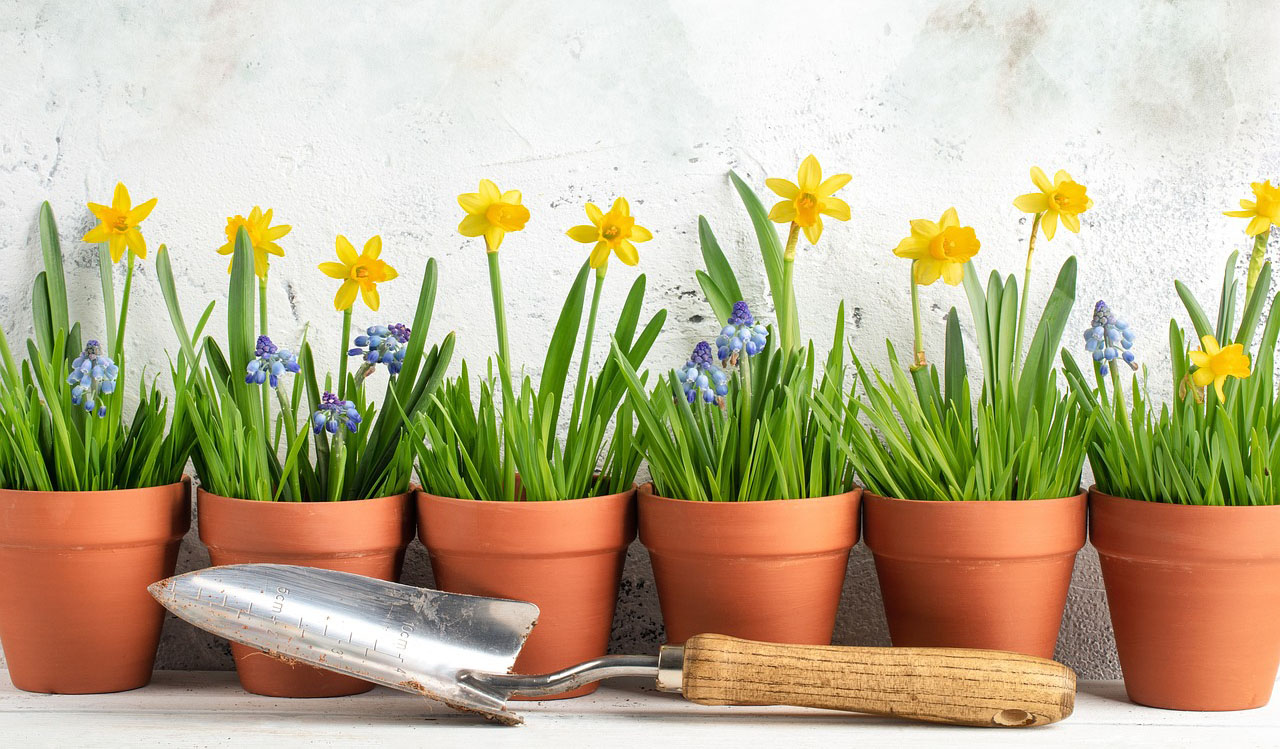 Daffodils and grape hyacinths in pots.