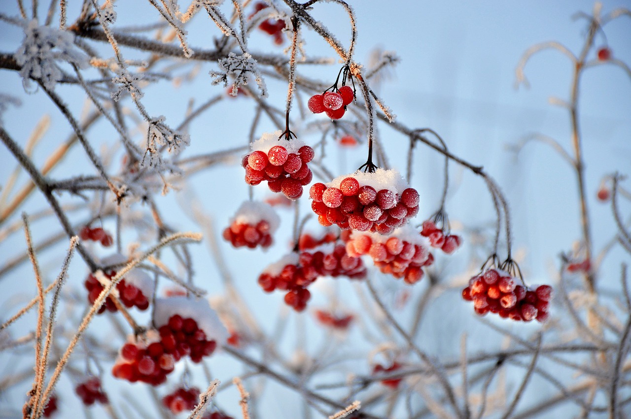 Garden Talk: Keeping tender plants safe; Compost for all