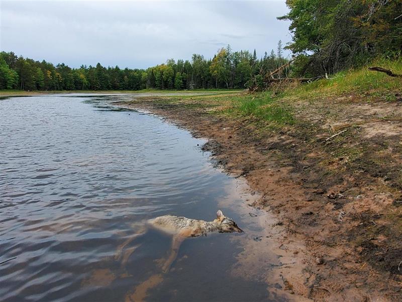 Duck hunter cleared in northern Wisconsin wolf killing