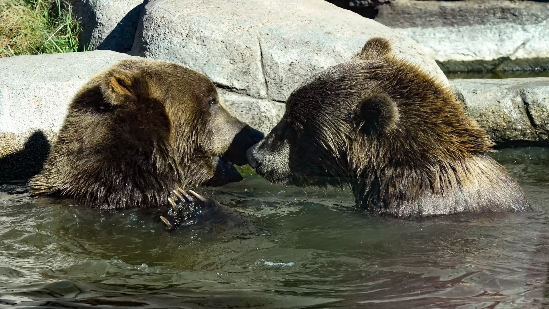 Wildwood Zoo delights visitors while tackling unique challenges