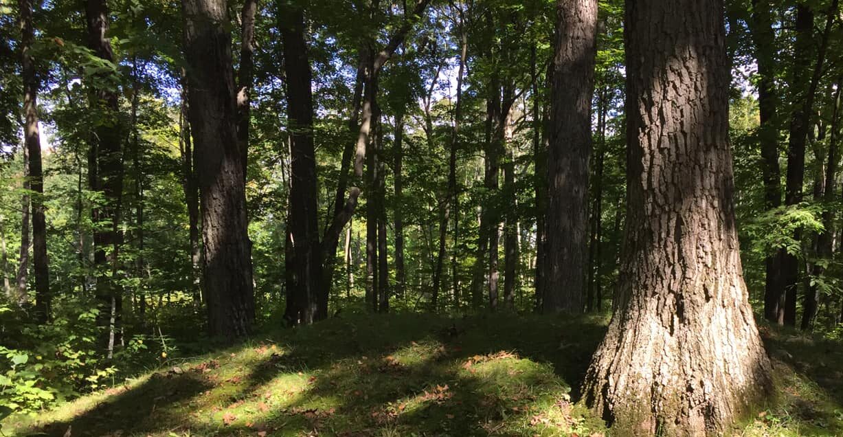 Wisconsin groups seek to preserve Indigenous mounds, including recent rediscovery