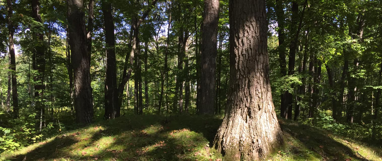 Wisconsin groups seek to preserve Indigenous mounds, including recent rediscovery