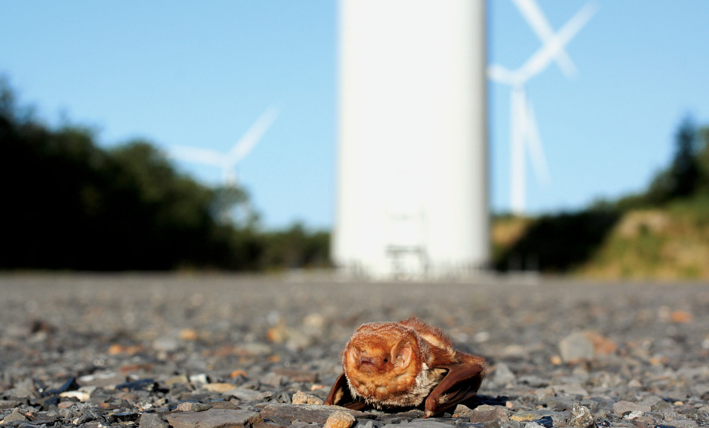 Wisconsin wind projects face restrictions to protect rare cave bats