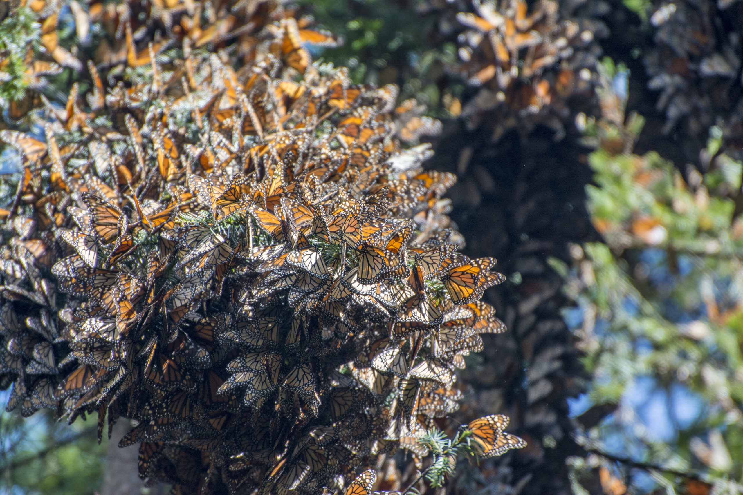 Proposed listing aims to keep monarch numbers from fluttering away