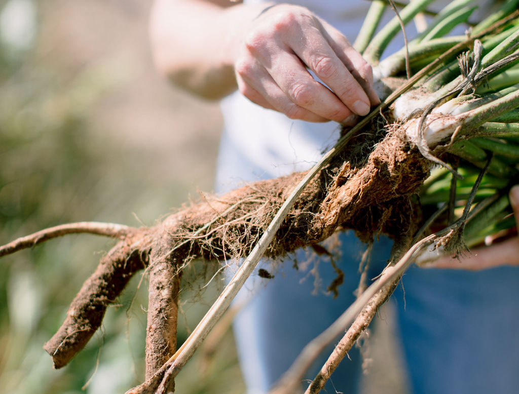 Why Wisconsin is a global horseradish powerhouse