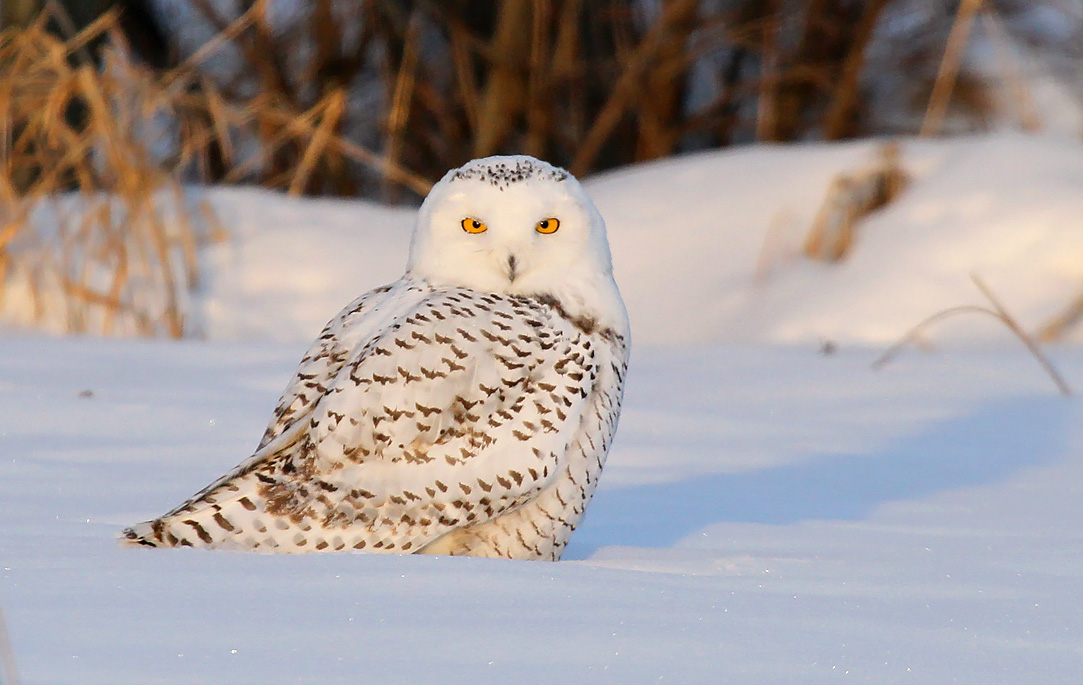 A snowy owl in the Ashland, Wisconsin, area