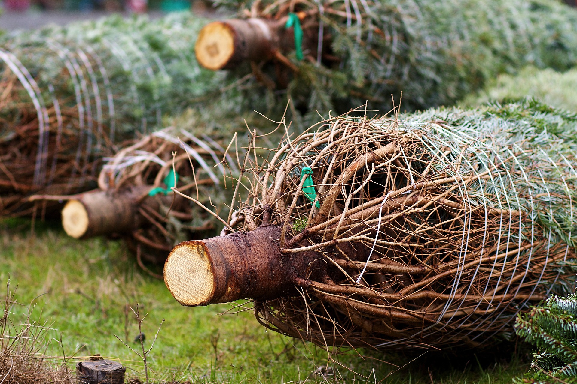 Garden Talk: Feeding your garden; Selecting the best Christmas tree