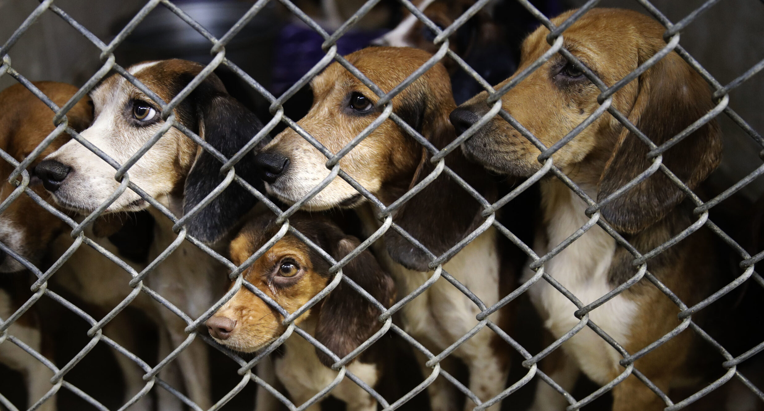 Dane County judge appointing special prosecutor to investigate dog breeding facility 