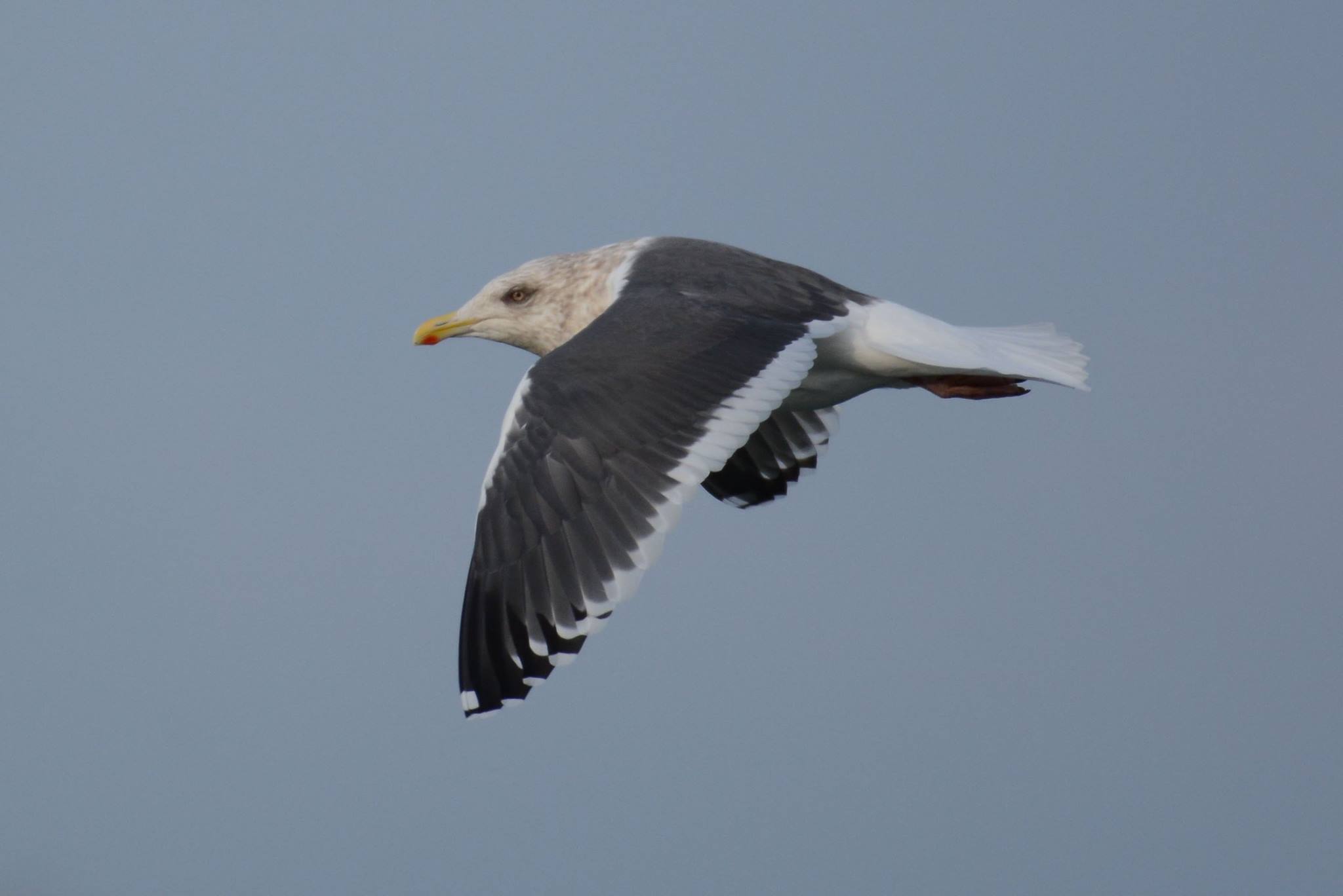 Why gulls of the Great Lakes are no ordinary birds