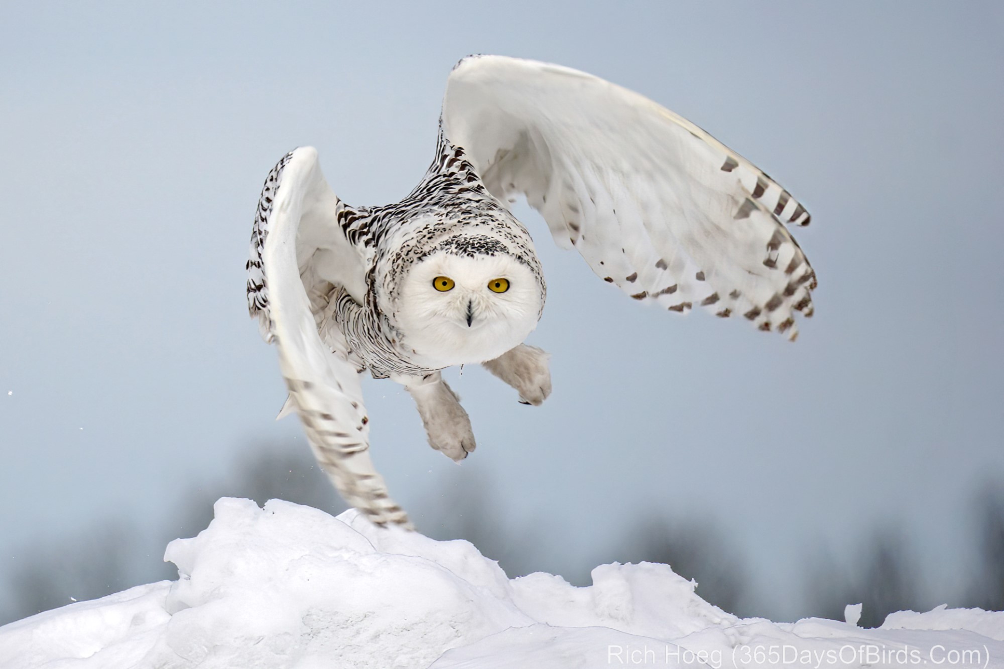 Owls come in for landing in Wisconsin