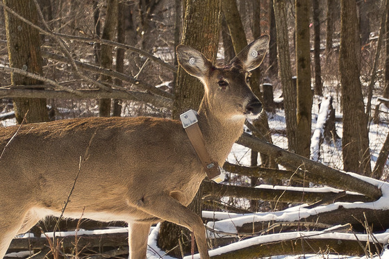 Study finds deadly disease reduces deer survival, population growth in Wisconsin