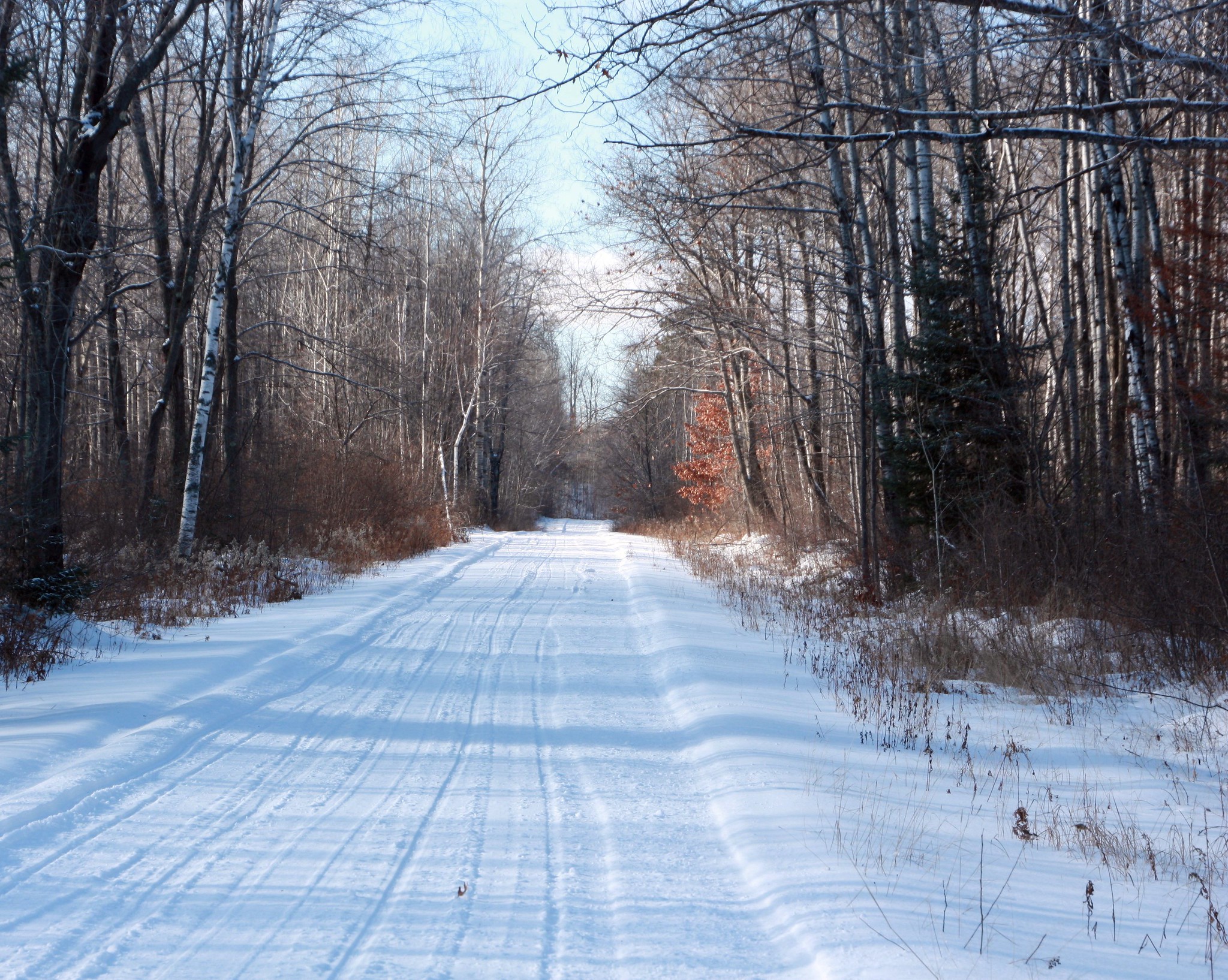 A snow-covered path surrounded by bare trees under a clear blue sky.