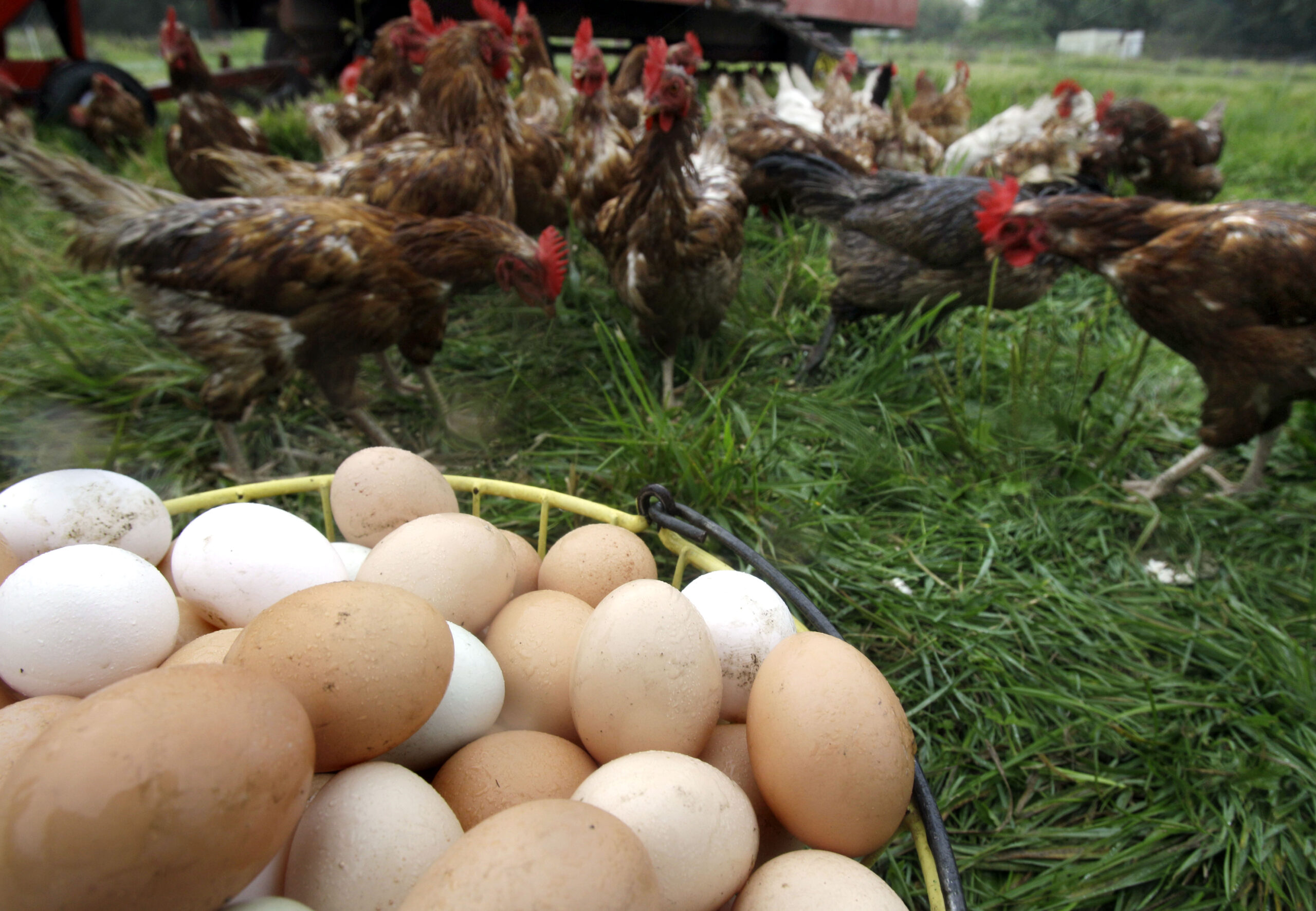 Are organic egg prices less impacted by bird flu?