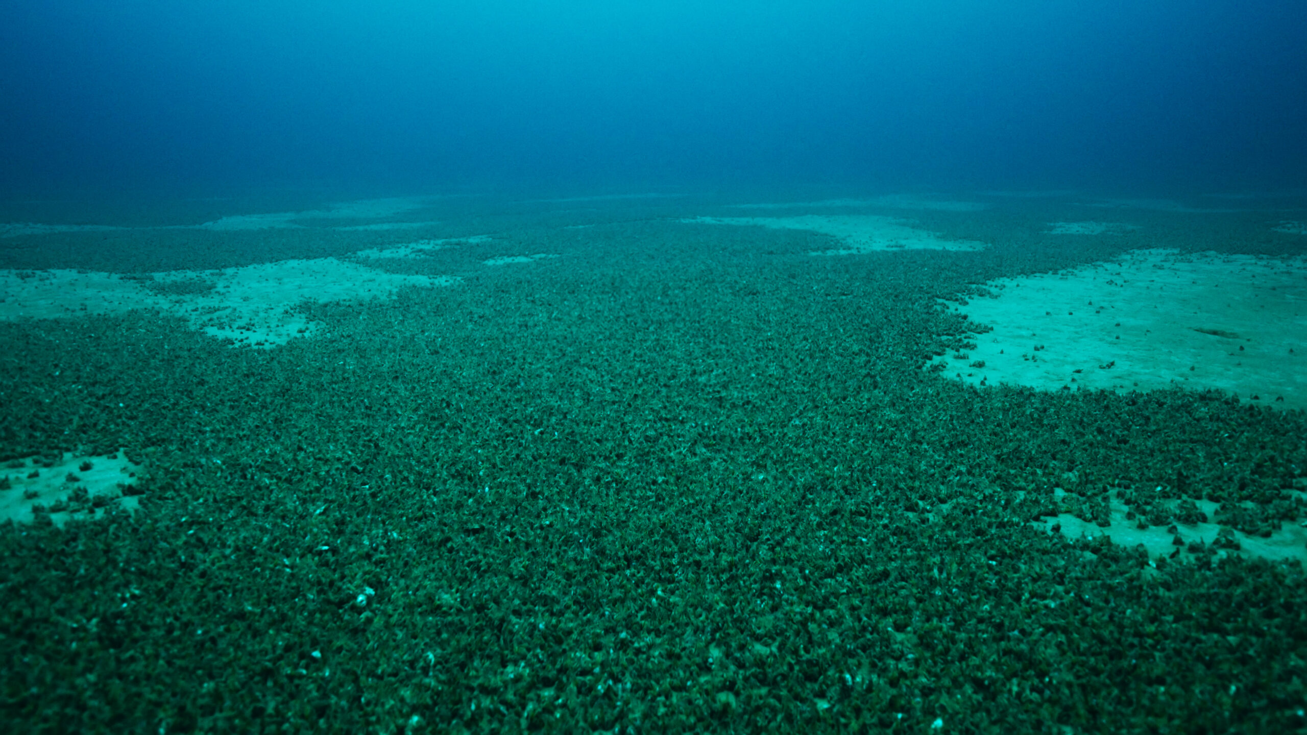 Quadrillions of invasive mussels are damaging the Great Lakes, documentary shows