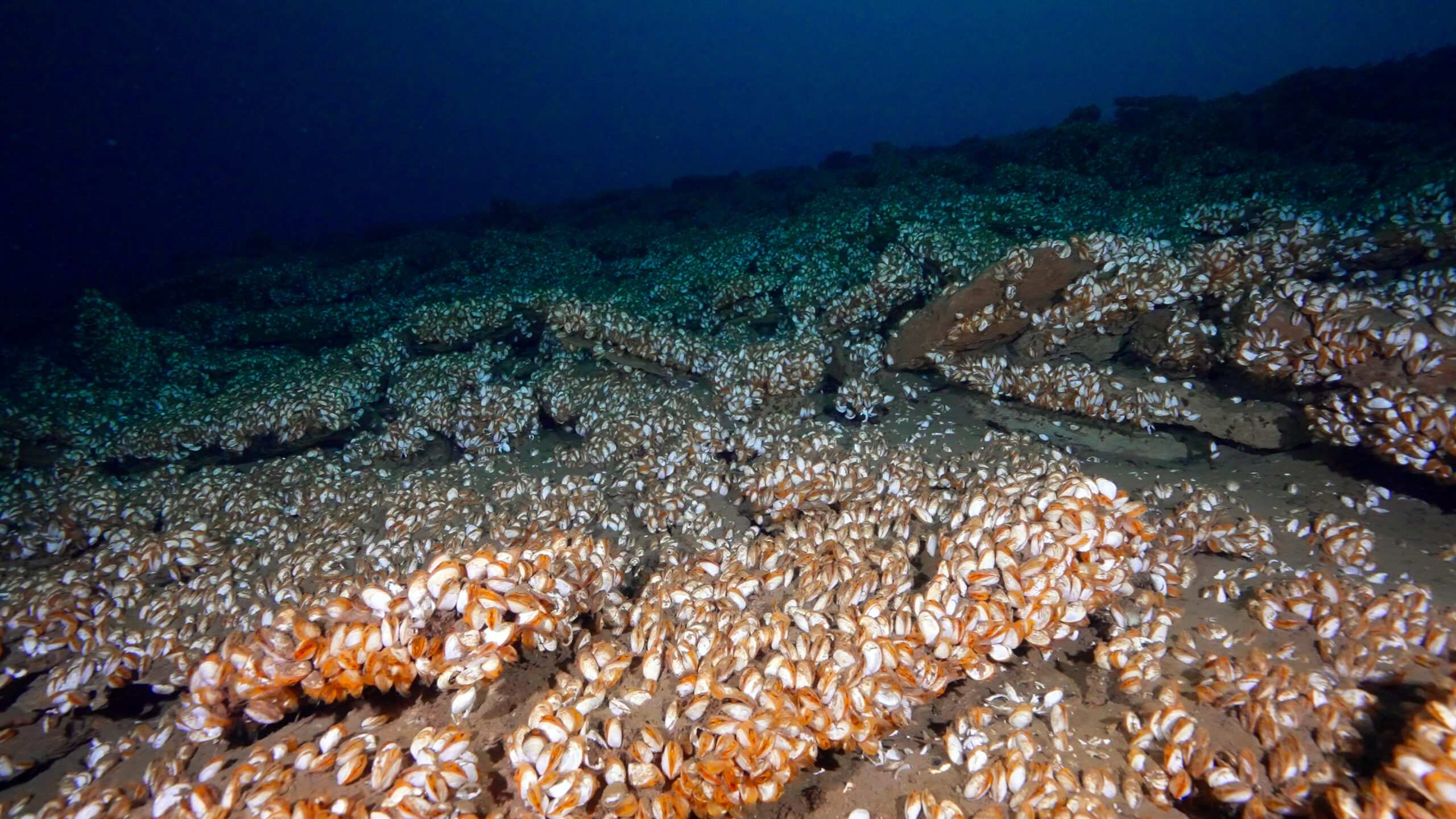 A seabed densely covered with numerous small brown and white mussels, under dim underwater lighting.