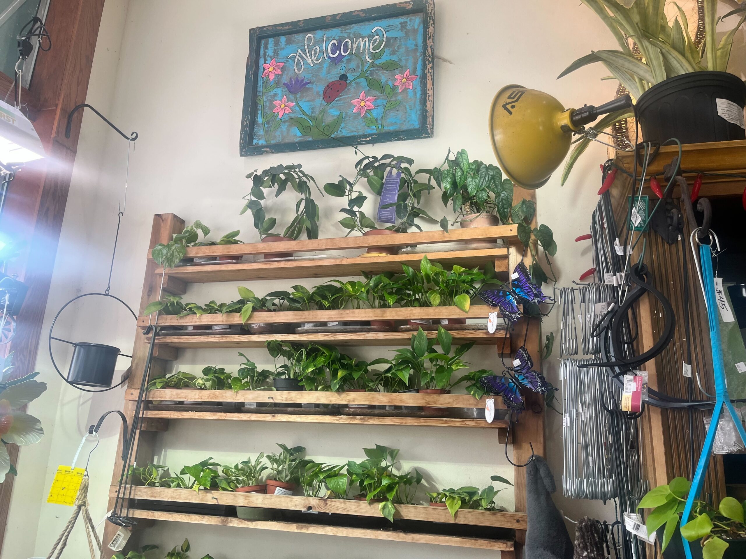 Wooden shelves with potted plants are mounted on a wall beneath a Welcome sign. A yellow lamp and gardening items are nearby.