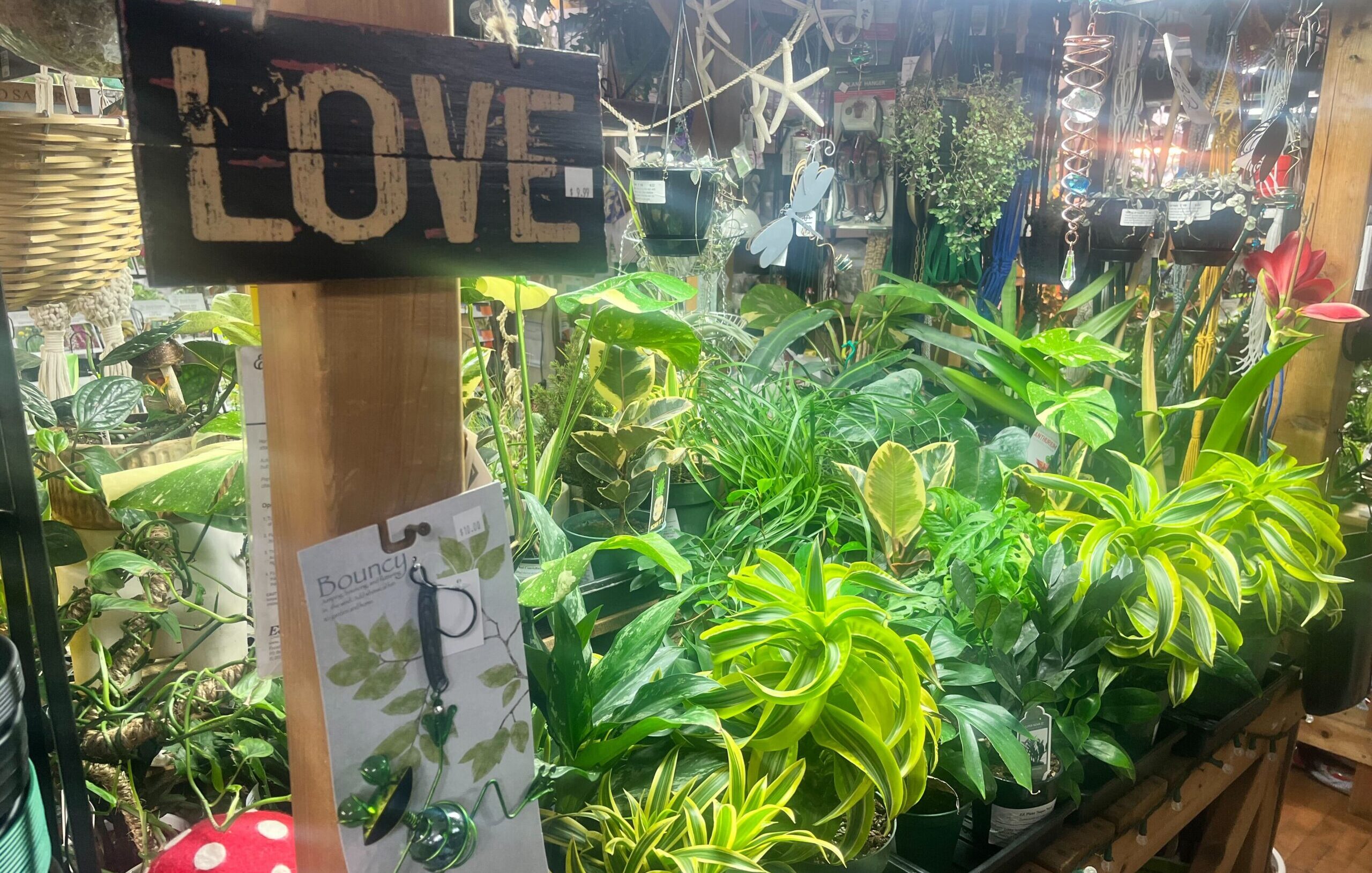 Indoor plant display with various green plants on shelves, a wooden LOVE sign, and hanging star decorations.