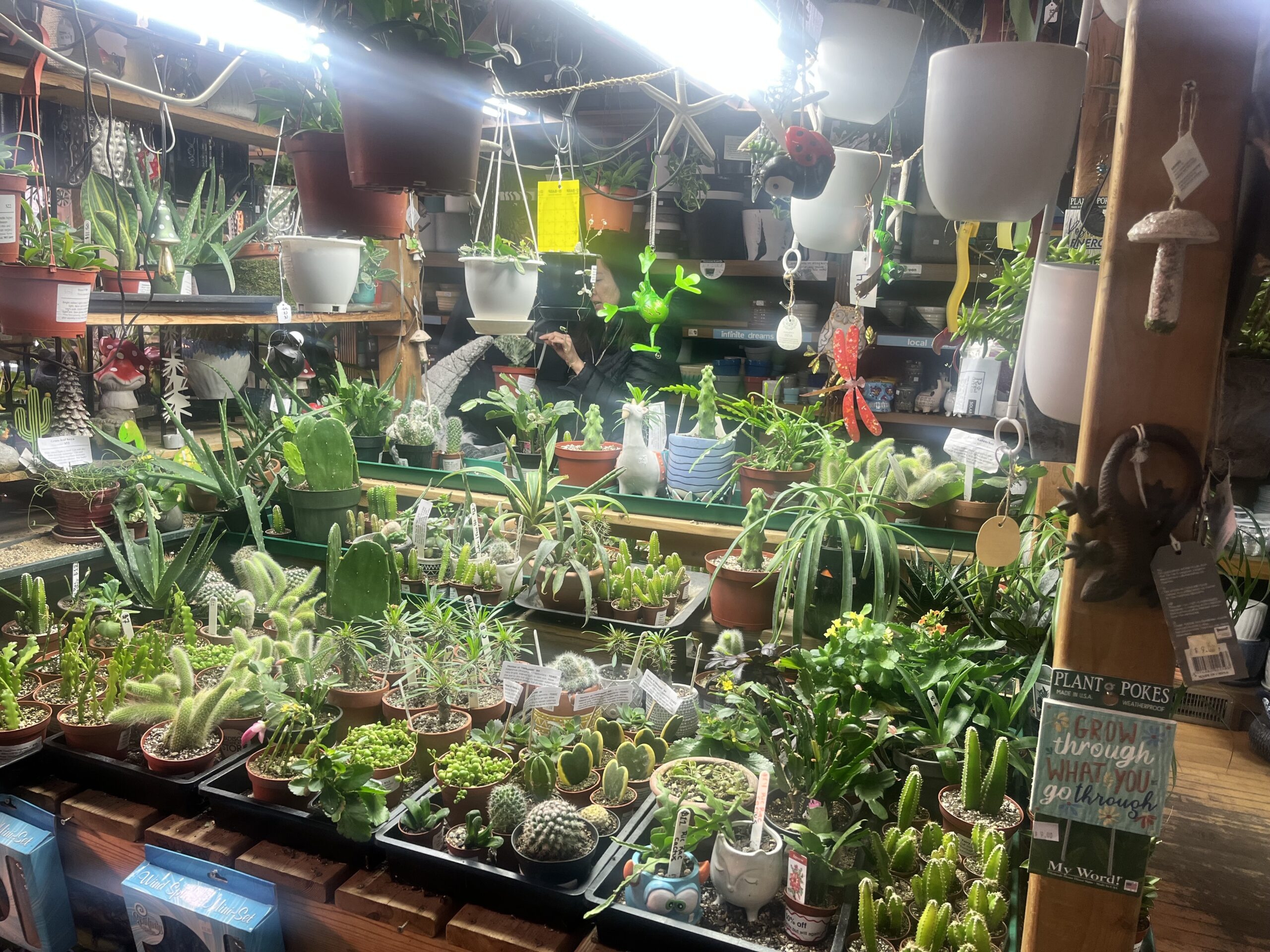 A variety of potted cacti and succulents on shelves in a well-lit indoor plant shop. Tags and plant decor are visible.