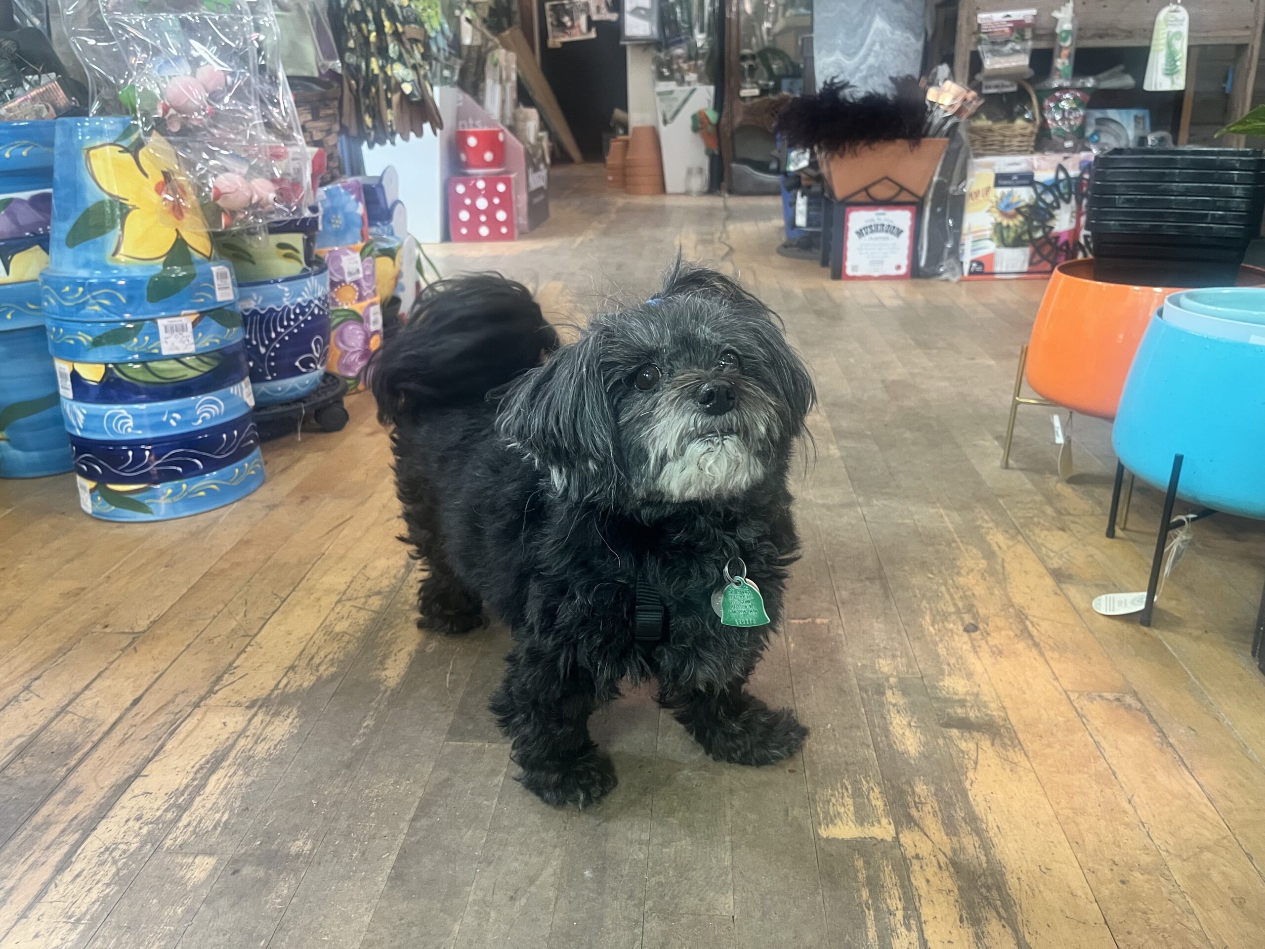 A small black dog stands on a wooden floor inside a plant store, next to colorful plant pots.