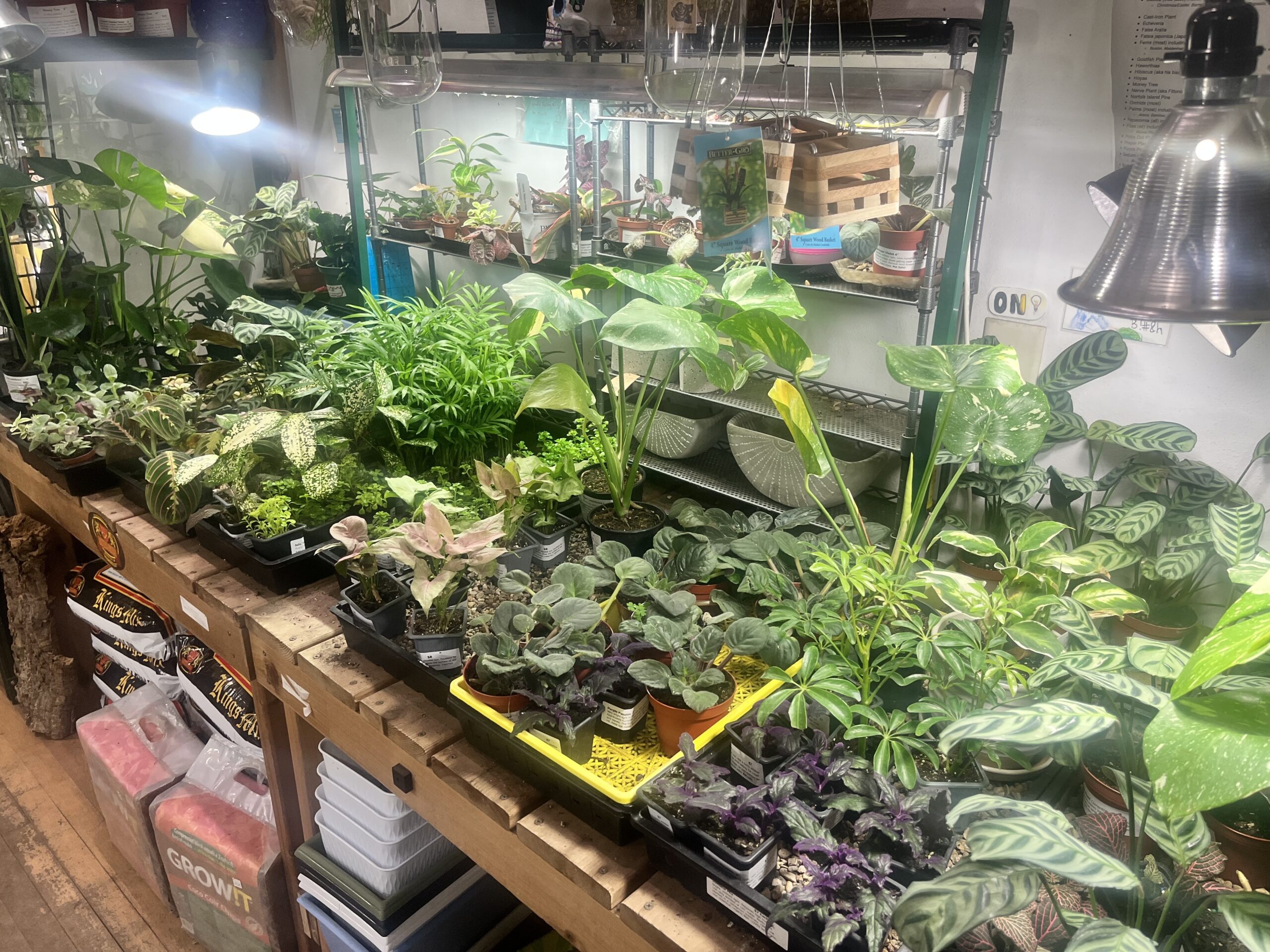 A variety of potted plants arranged on wooden shelves, illuminated by grow lights in an indoor setting. Various foliage types and textures are visible.