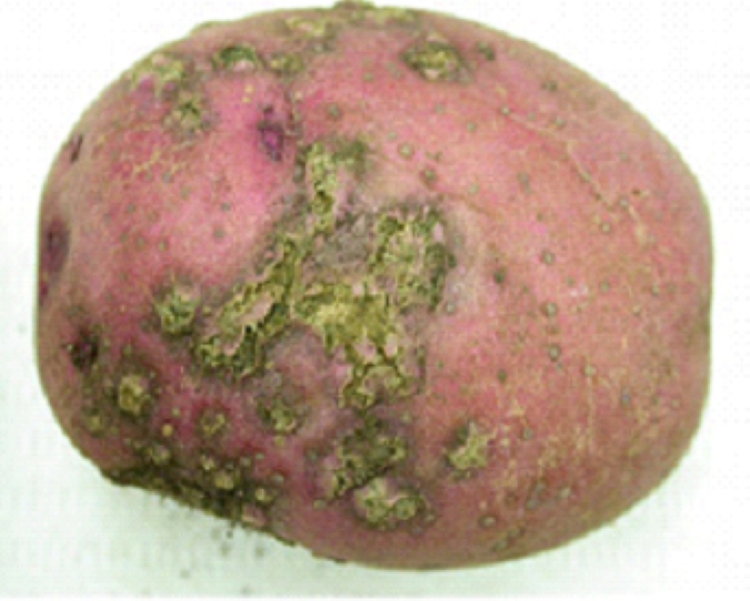 Close-up of a reddish potato with a rough, scab-like texture and multiple dark spots. Photo courtesy of Anette Phibbs.