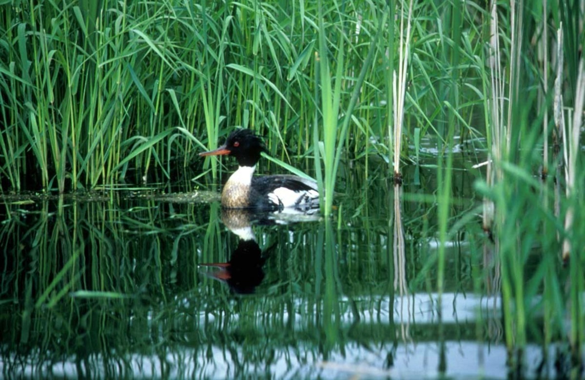 A duck with black head and red beak floats among water plants