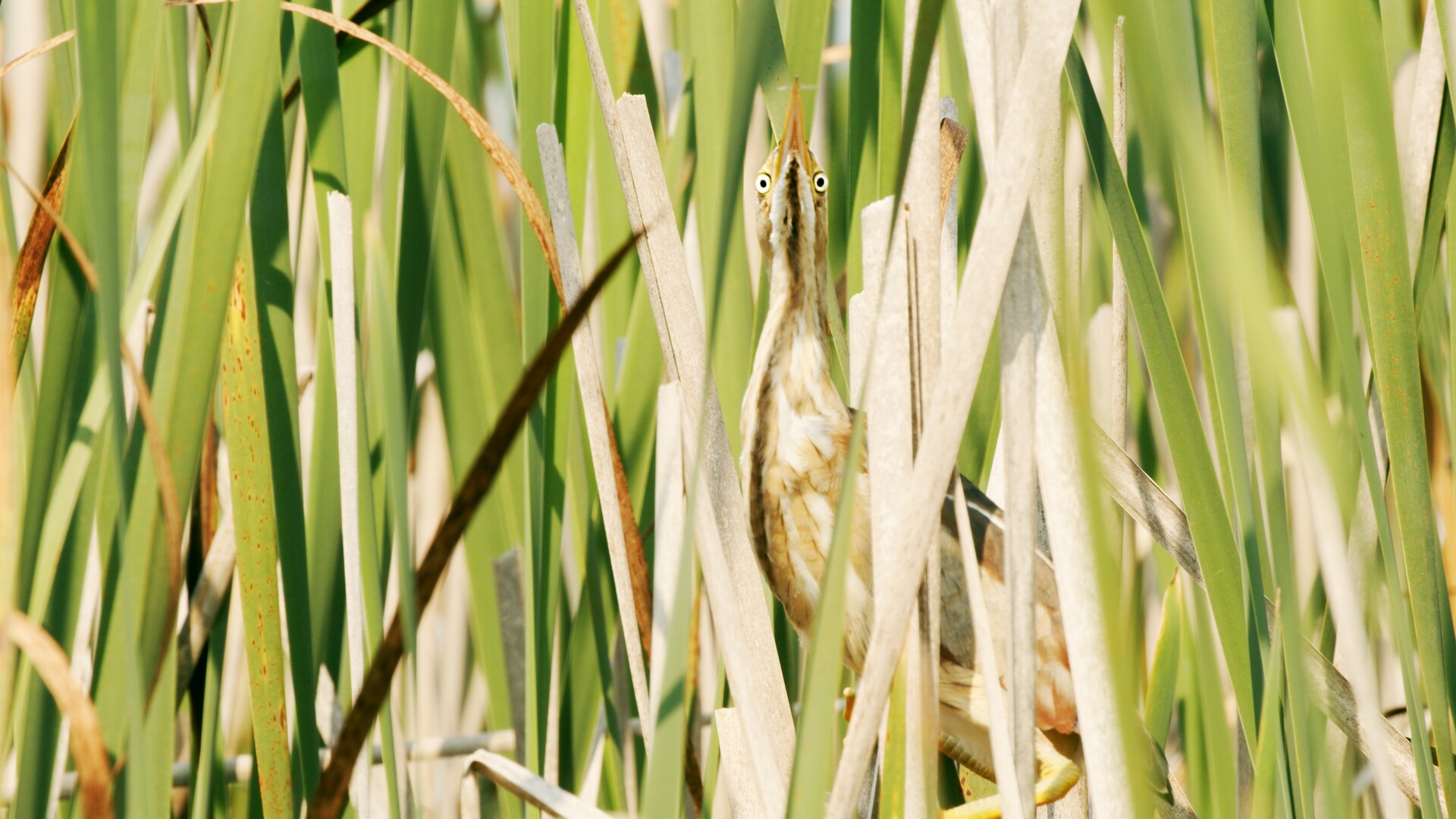 A small bird with a long neck and brown streaks blends in with tall green reeds, standing upright and looking forward.