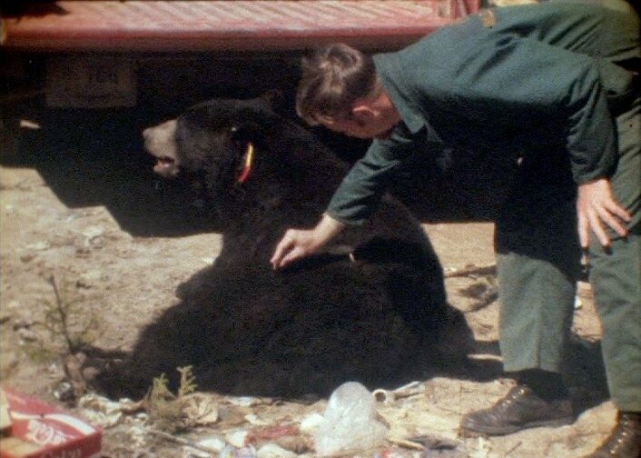 A man inspects a small item on the left; on the right, he bends to interact with a black bear lying on the ground near a vehicle in a rocky, wooded area.