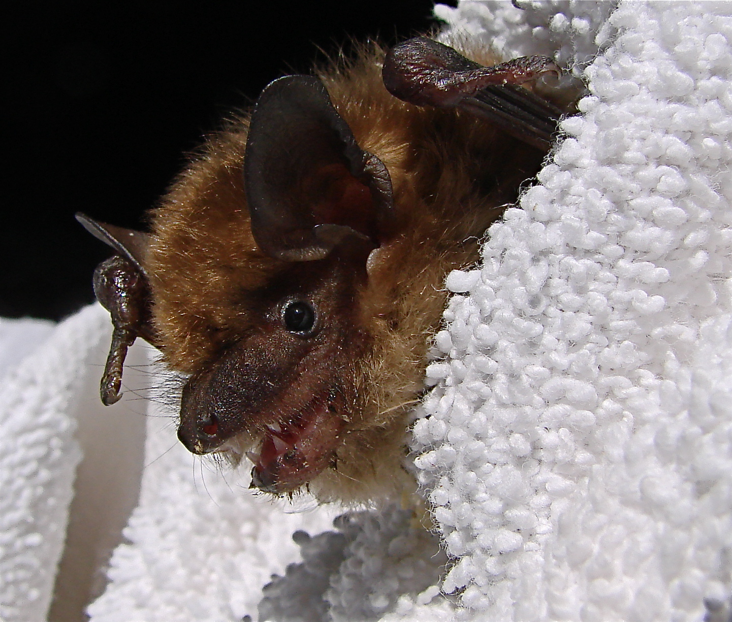 A small brown bat peeks out from a soft white towel, its ears alert and eyes open.